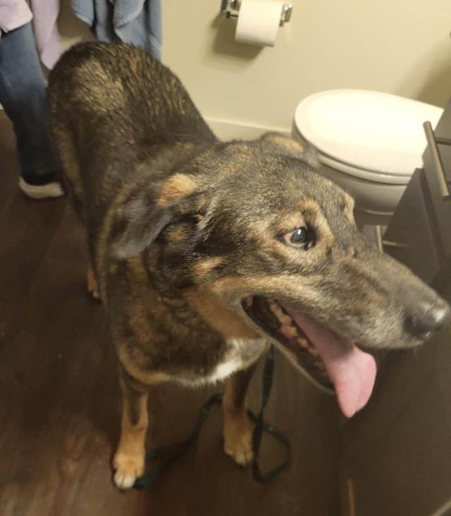 To those who helped us save the dog running on highway 18 – thank you!