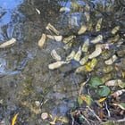What’s the deal with these oysters in green lake?