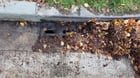 Keep the rainwater flowing this winter! Become a Drain Warden!