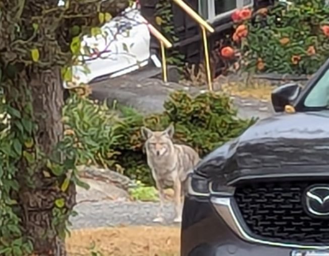 WEST SEATTLE COYOTES: Two sightings