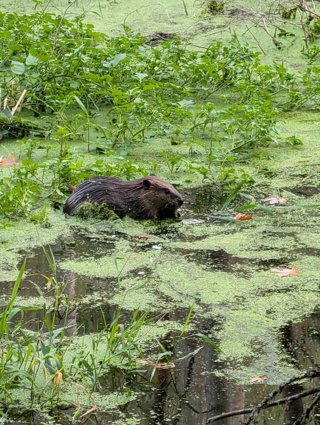 Beavers taking a break for Labor Day at Carkeek park!