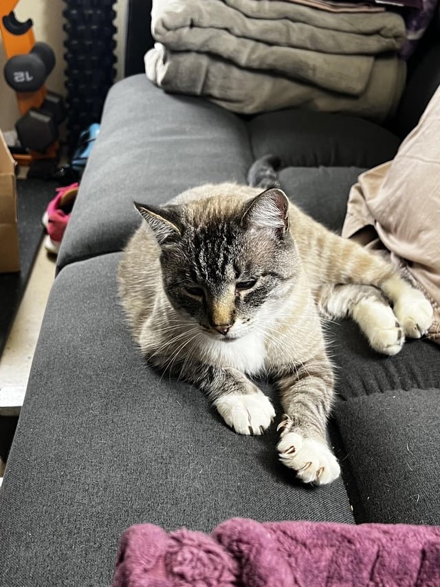 Found lost cat, male – Wedgwood
