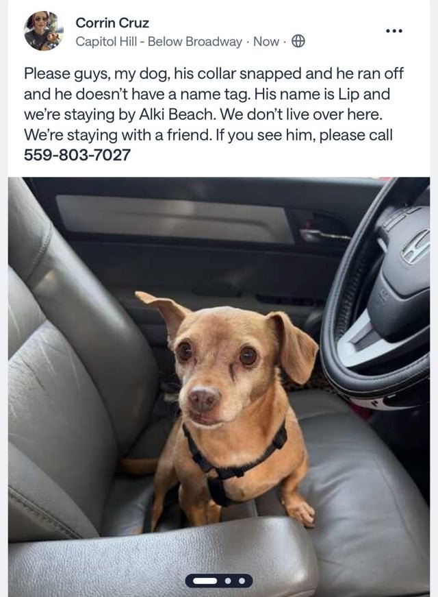 Lost dog near Alki