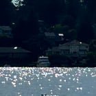Harbor seal in Lake WA