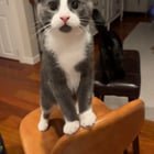 Missing Cat: Ballard 65th and 9th – Mark