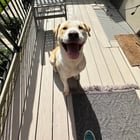 Dog Found!