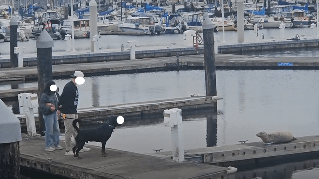 Watched 2 people bring their dog up to a sleeping harbor seal on the pier… and the only enforcement against this behavior is a disapproving look