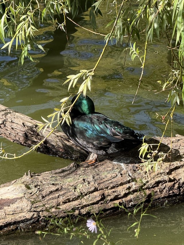 whose duck is this?