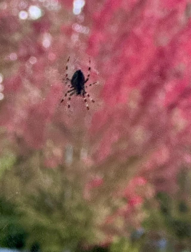 Happy Spider Season to all who celebrate