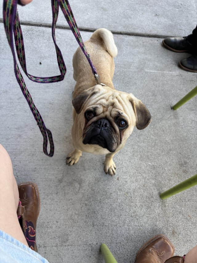 Found pug in LQA