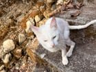 White cat found in upper Queen Anne