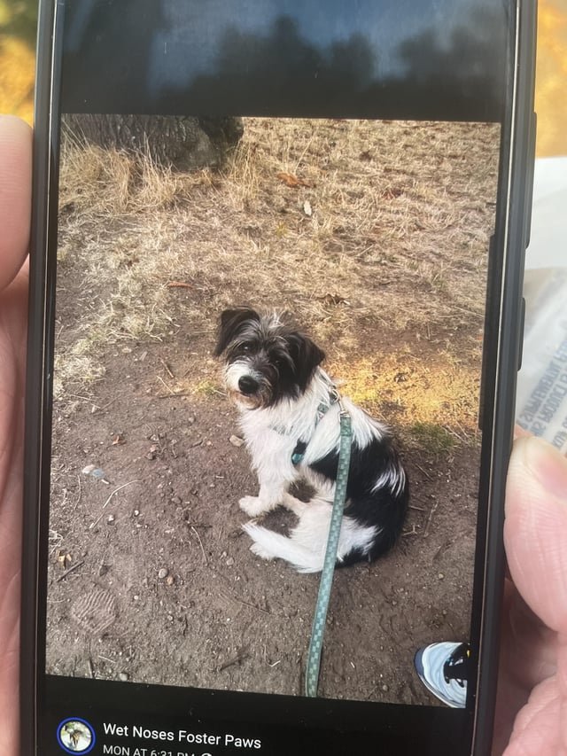 Lost dog running through Fremont right now!!