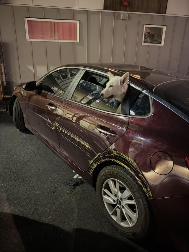 Does anybody recognize this vehicle and/or dog?