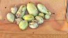 Paw paws!