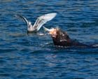 Harbor Seals and Sea Lions at the Ballard Locks on Sunday