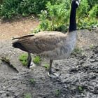 Could anyone help this poor goose?