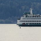 Southern Resident Killer Whales Return to the Puget Sound!