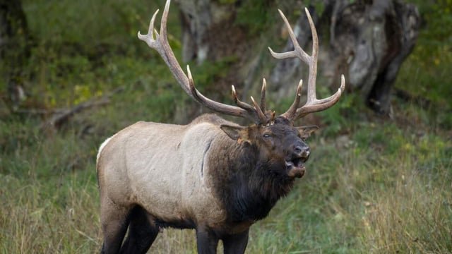 ‘Adrenaline pumping.’ It’s the time of year for bull elk to bugle in the PNW