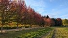 Took the pooch to Craven Farms pumpkin patch this afternoon