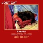 Lost black cat 500$ reward