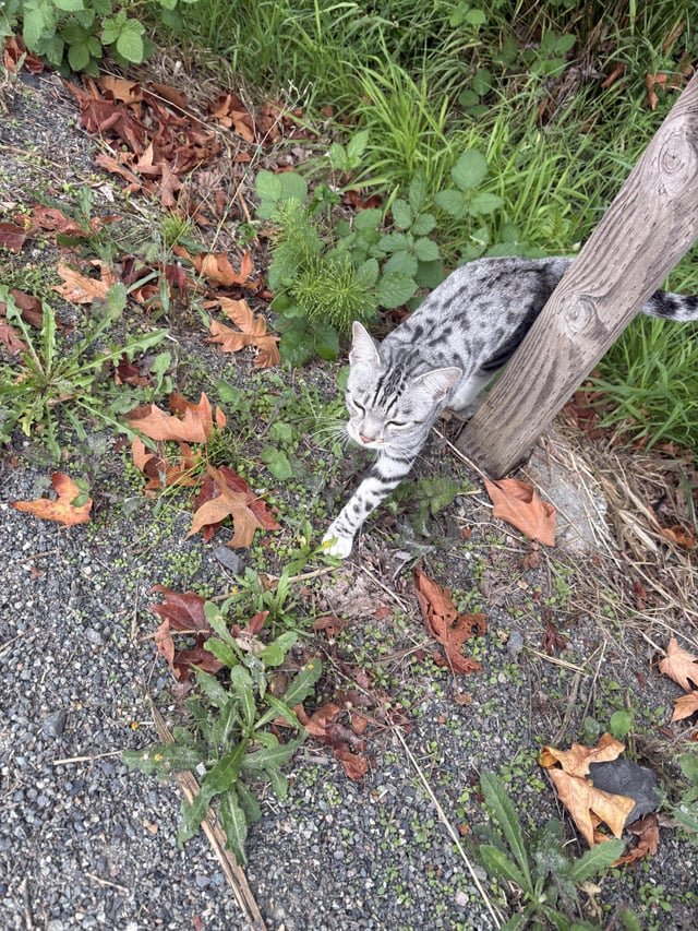 Spotted Cat