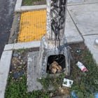 What’s with all the lightposts being used as trash cans on Capitol Hill?