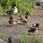 Exotic Animals of Green Lake