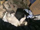 LOST CAT near 12th & Jackson (CID/Little Saigon), 1yo Siamese male, please check sheds and porches