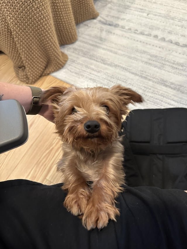 Missing Dog