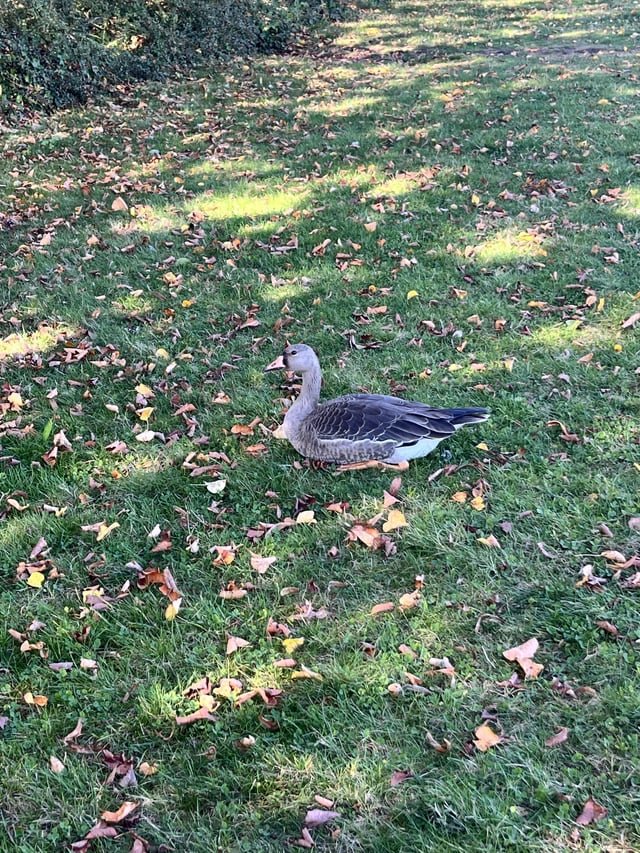 Update: the goose in Maple Leaf Park—don’t feed the goose!