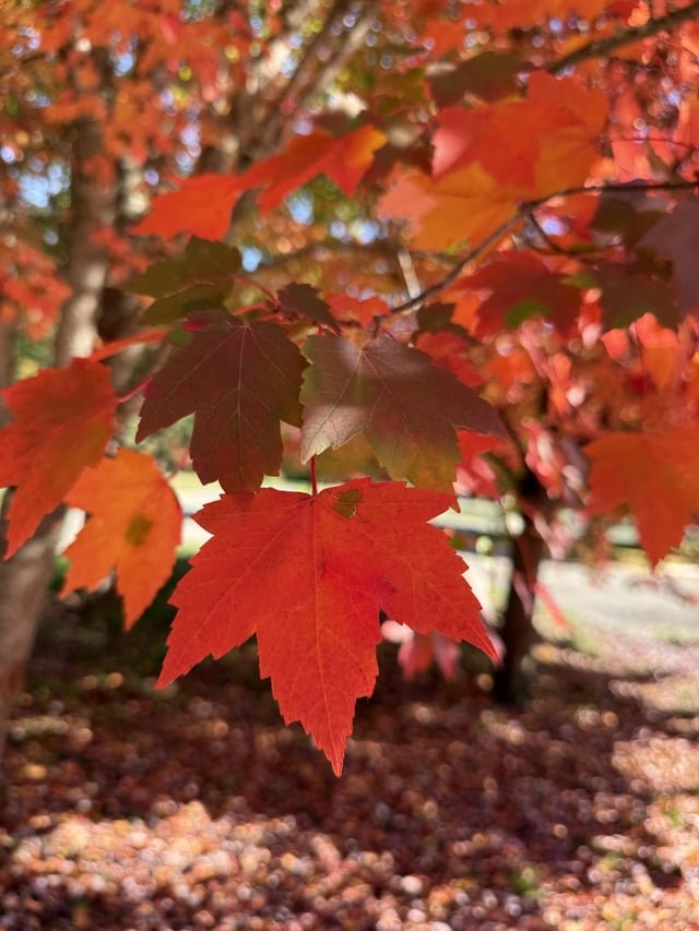 Never leaving Seattle (at least in Fall)