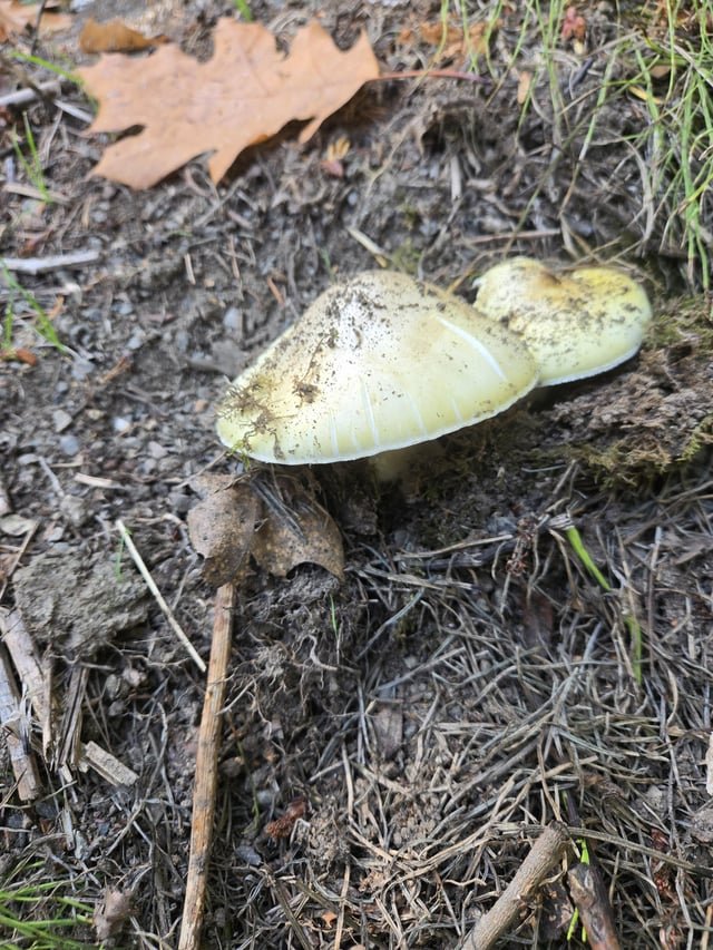 Poison Mushrooms at green lake