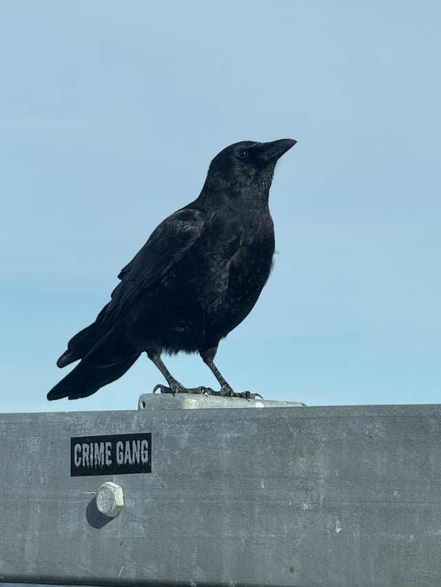 Captured this criminal waiting for a ferry