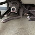 Lost dog Central District