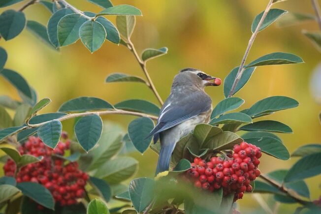 Your West Seattle Thursday list – from planting to planning to meeting people, and much more