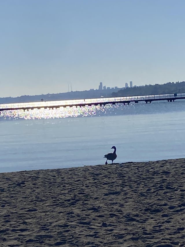 Injured Goose Juanita Beach