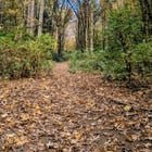 Hidden gem: Landover Woods Walking Trail