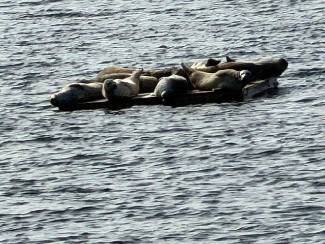 WEST SEATTLE WILDLIFE: Packed-in pinnipeds