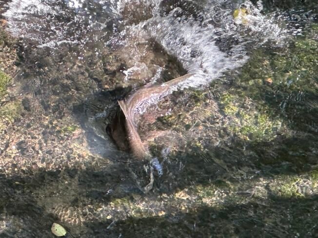 WEST SEATTLE SALMON: Longfellow, Fauntleroy Creek updates