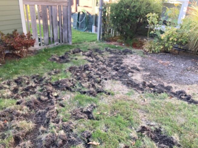 Speaking of wildlife … Readers seek advice for raccoons vs. lawn
