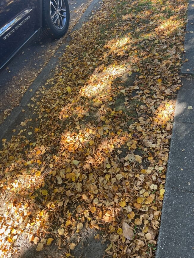 ‘Leave the Leaves’: Local conservation-biology student’s request for you