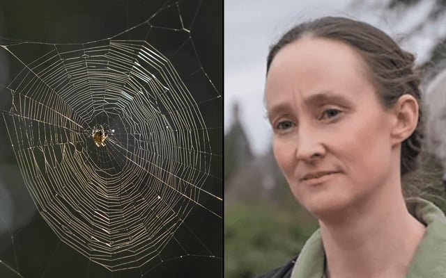 Seattle Mayor Katie Wilson Criticized for Having No Plan to Combat Spider Season
