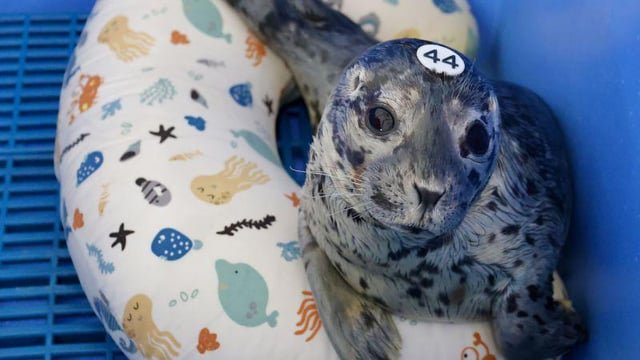 Puget Sound seal pups on the road to recovery