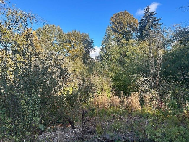 Volunteers are needed for a forest restoration project in West Seattle on October 31st from 10 to 1. Planting native trees. Removing blackberry bushes and other invasive plants. Cleaning up litter. These are some of the goals of a community effort to restore the 29th Avenue pocket forest.