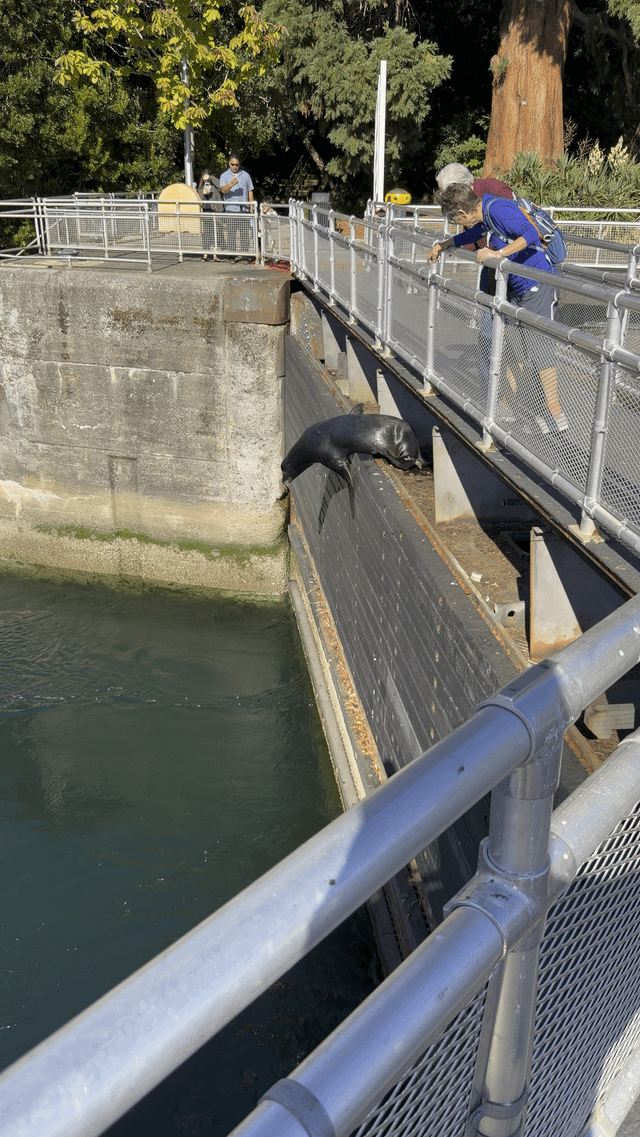 Leaping seal Ballard locks