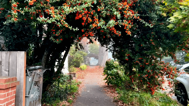 Here’s some clips from my glorious fall urban hike today. This time of year is just magical. 🍁🍂