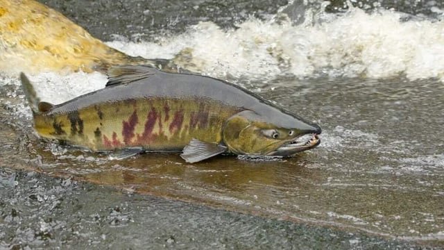 Pacific salmon are returning home to spawn. Here’s where to see them