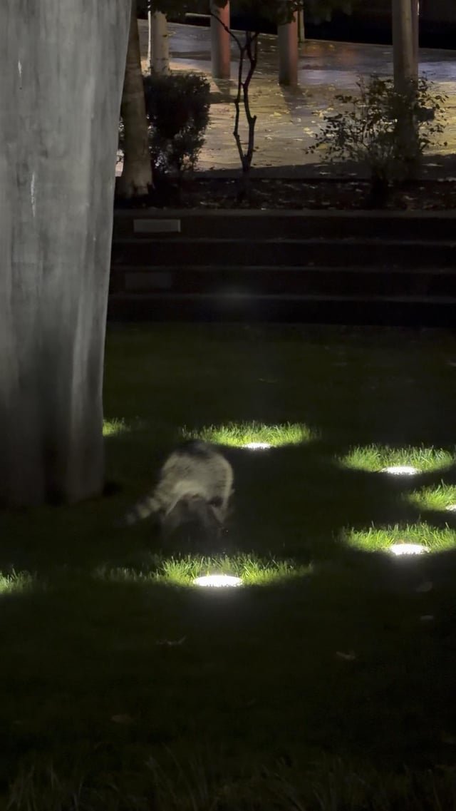 Injured raccoon walking on just front legs