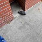 Found pigeon unable to fly