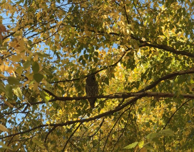 Owl at Green Lake